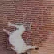 Wallspin Fail