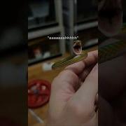 Snakes Are Really Weird