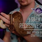 Ball Python Breeding Starter Guide How Much Space Is Needed To Work A Recessive Project