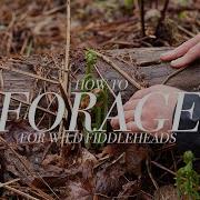 Foraging For Wild Fiddleheads With Chef Shawn Adler