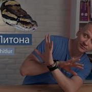 Укус Питона Byte Of Python рецензия на книгу по Python