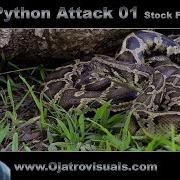 Python Attack 01 Stock Footage
