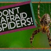 Don T Be Afraid Of Spiders Amazing Animals Backyard Science SciShow Kids
