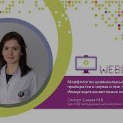 Морфология цервикальных цитологический препаратов в норме и при патологии