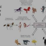 Computational Neuroscience Lecture 10b High Level Visual Processing