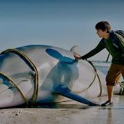 Real Story A Boy Finds A Trapped Dolphin And Fights Against All Odds To Save Its Life