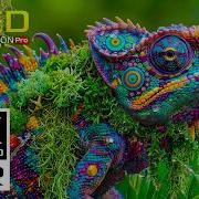 Unbelievable 16K OLED HDR Ultra Detail Dolby Vision 120 FPS 8K Video 4K Video Ultra HD TV