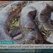 Giant Python Captured In Malaysia Could Be World S Largest