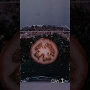 Tomato Slice To Seedling Time Lapse