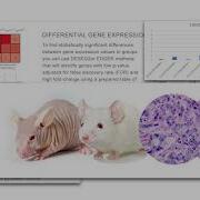 Transcriptomics 2 Summary Presentation