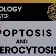 Apoptosis Vs Necrosis Cell Injury Death Intrinsic Extrinsic Pathways Pathology