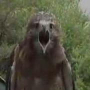 Red Tailed Hawk Screaming