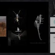 Decoding Animal Behavior Through Pose Tracking