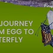 The Life Cycle Of A Butterfly Science For Kids