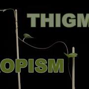 Experience The Mesmerizing Dance Of Morning Glory Vines Thigmotropism Timelapse Incl BTS Footage