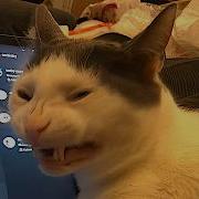 Cats Are Broken