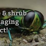 Emerald Ash Borer How To Control Tree And Shrub Damaging Insects