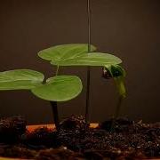 Morning Glory Germination