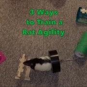 The 3 Methods Of Training A Rat Agility