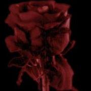 AliceD Dying Rose Red W Black Background