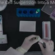 INDIGO Biosciences Luciferase Reporter Assay Tutorial 96 Well Format Preincubation Protocol
