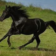 Tennessee Walker The Beau Brummels