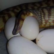 Woma Egg Laying