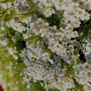 Glimpse Of Spring In Uk A Nature Day With Nature Sounds Relaxing Nature