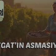 YOZGAT TÜRKÜLERİ 5 Yozgat ın Asmasıyım