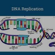 MCAT Biology Biochemistry Topic 2 5 DNA Replication