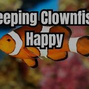 Clownfish Care Guide Everything You Need To Know