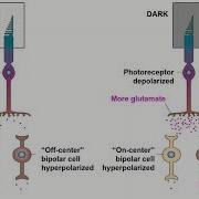 Receptive Fields And ON OFF Center Bipolar Cells