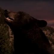 Черный медведь и его медвежата впадают в спячку BBC