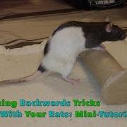 10 Amazing Backwards Tricks To Train With Your Rat S Mini Tutorials