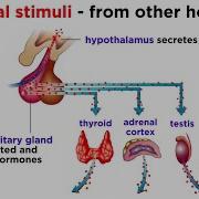 The Endocrine System