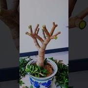 Pruning Jade Plant Prune Gardenplant Plantssparkjoy Heronsbonsai