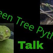 Green Tree Python Talk Top Things You Need To Know