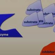 Enzyme Regulation
