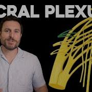 The Sacral Plexus Explained Corporis