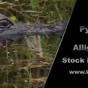 Python Stalks Alligator 01 Stock Footage