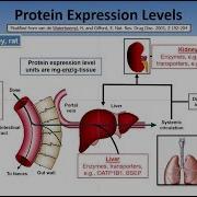 Enzyme And Transporter Expression Levels In GastroPlus 9 6