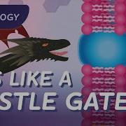 Cell Membranes How Does Stuff Get Into Your Cells Crash Course Biology 24