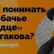 Как понимать Собачье сердце Булгакова