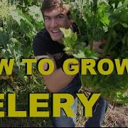 How To Grow Celery Complete Growing Guide