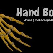 Wrist Hand Bones Carpals Metacarpals Phalanges Anatomy