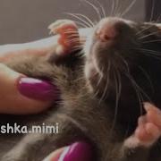 Как выбрать ручную крыску ютубу хана жду на вк