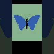 Drawing A Blue And Yellow Butterfly With Python Shorts