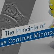The Principle Of Phase Contrast Microscopy