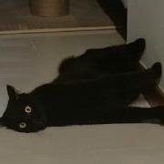 Cats Forget To Think