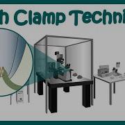 Patch Clamp Electrophysiology Patch Clamp Method Voltage Clamp Whole Cell Recording